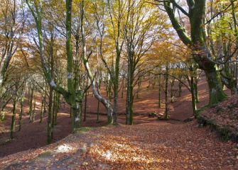 bosque   