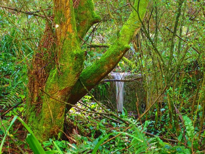 bosque: foto en Pasaia