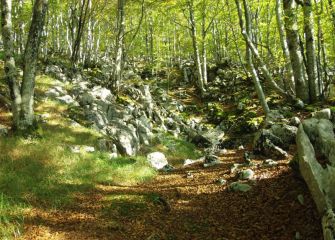 Bosque de Aralar