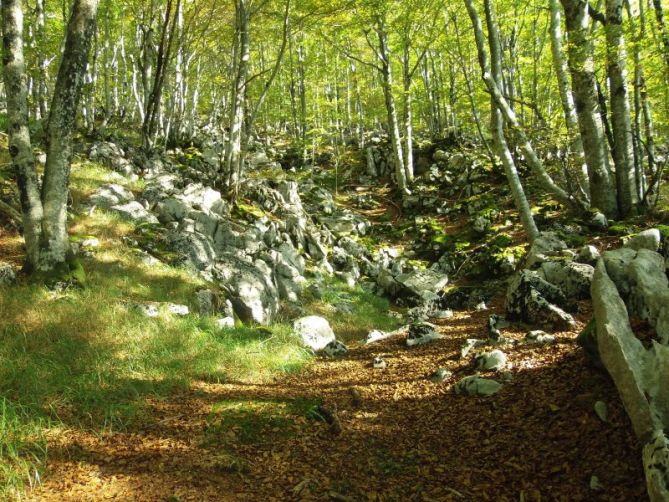 Bosque de Aralar: foto en Lazkao