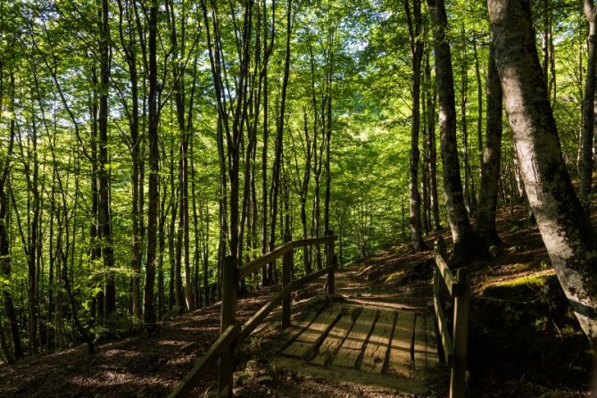 Bosque místico: foto en Oñati