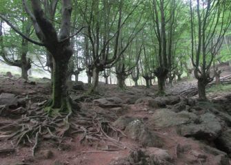 Bosques del monte Adarra.