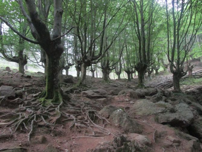 Bosques del monte Adarra.: foto en Urnieta