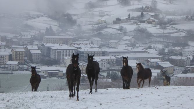 Burro el ultimo !!!!: foto en Berastegi