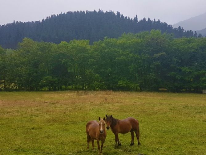 Caballos: foto en Arrasate-Mondragón