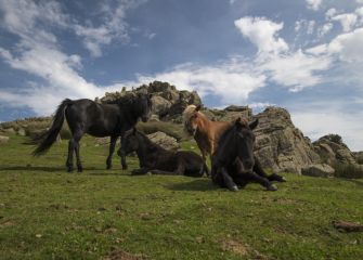 caballos modelo