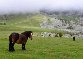 Caballos en Urbia 