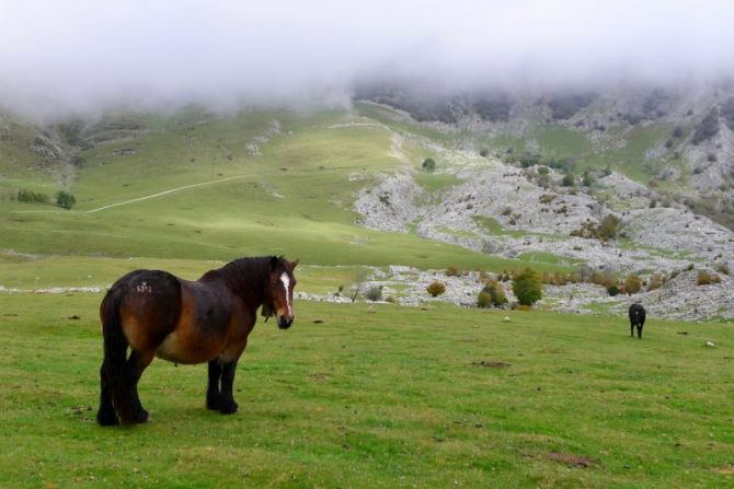 Caballos en Urbia : foto en Oñati