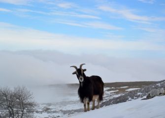 Cabras en Monte  Kurutzeberri. 