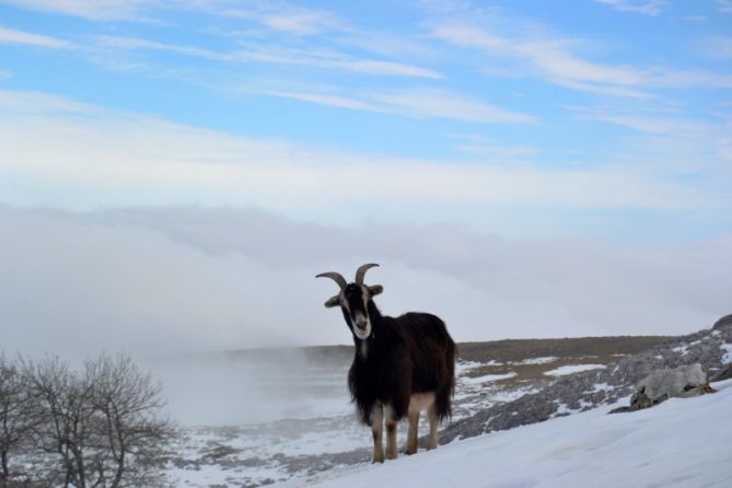 Cabras en Monte  Kurutzeberri. : foto en Aretxabaleta