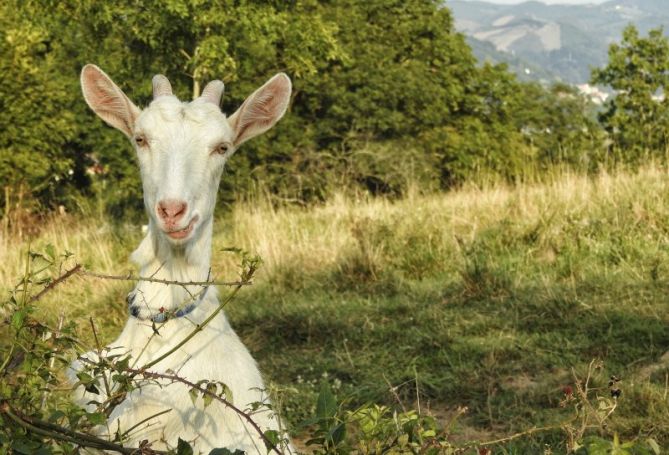 Cabrita posando: foto en Errenteria