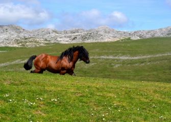 Campas de Monte Urbia.