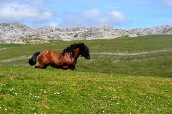 Campas de Monte Urbia.: foto en Oñati