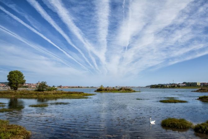 El cisne de Plaiaundi: foto en Irun