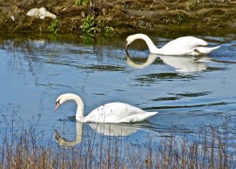 Cisnes en el Biótopo  de Zarautz 