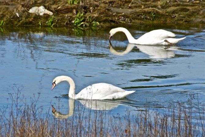 Cisnes en el Biótopo  de Zarautz : foto en Zarautz