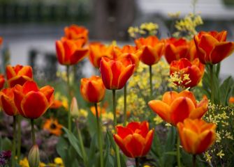CON ELLAS, LA PRIMAVERA !!!