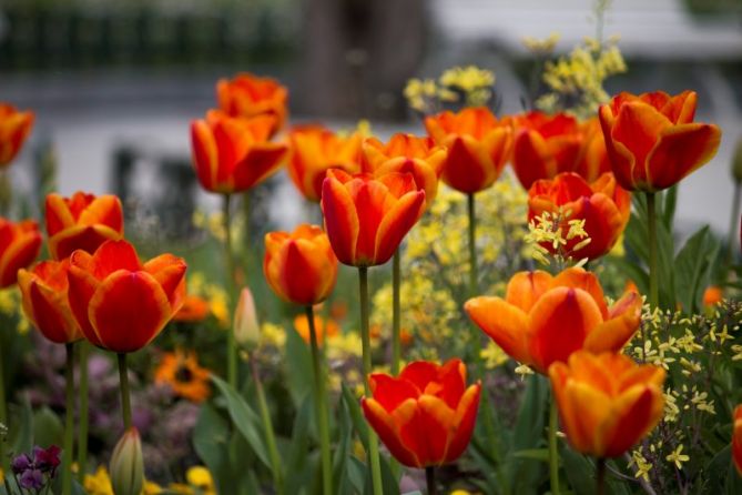 CON ELLAS, LA PRIMAVERA !!!: foto en Donostia-San Sebastián