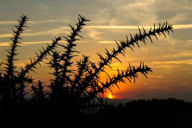 Egun sentiaren arantzak: foto en Oiartzun