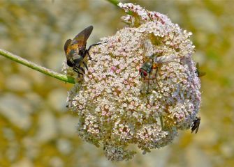 La flor y las moscas 