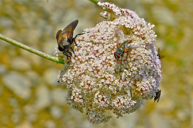 La flor y las moscas : foto en Zarautz