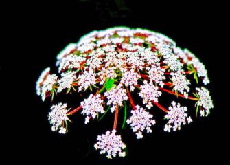 Flor silvestre de primavera