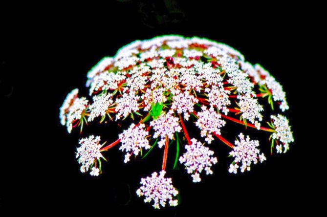 Flor silvestre de primavera: foto en Zarautz