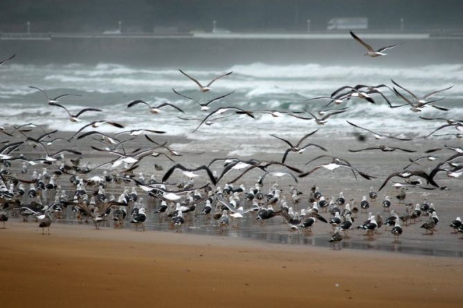 Gaviotas en la playa de Zarautz : foto en Zarautz