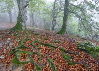 Grandes raices del árbol