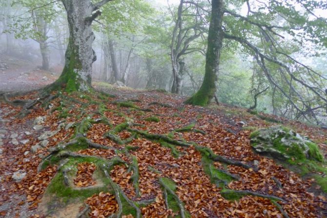 Grandes raices del árbol: foto en Oñati