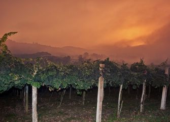 Laino artean mahastia