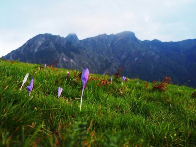 Lorea: foto en Oiartzun