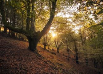 Luces del otoño 