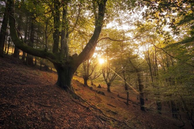 Luces del otoño : foto en Oiartzun