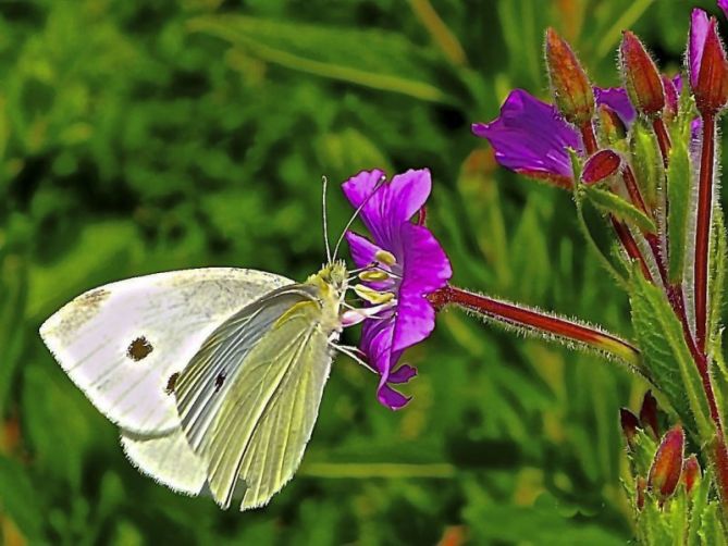 Mariposa en Primavera : foto en Zarautz