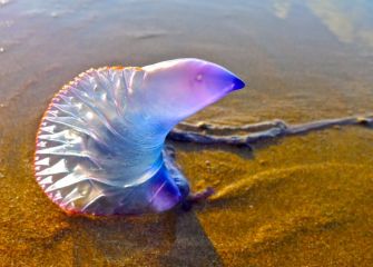 Medusa carabela portuguesa