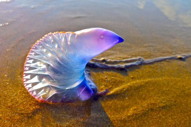 Medusa carabela portuguesa: foto en Zarautz