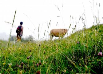 Mutila behiari begiratzen