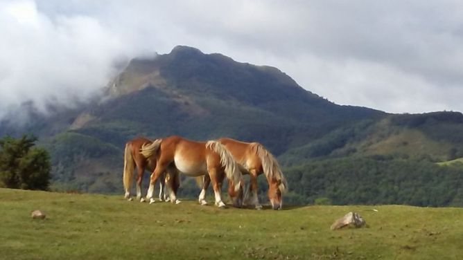 Naturaleza: foto en Irun