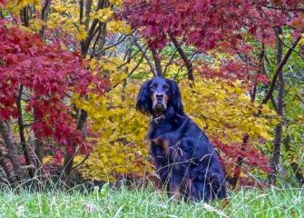 Nere laguna udazkenean 