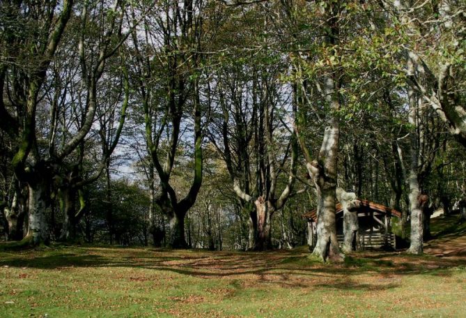 Oianleku - Hayas trasmochas: foto en Oiartzun