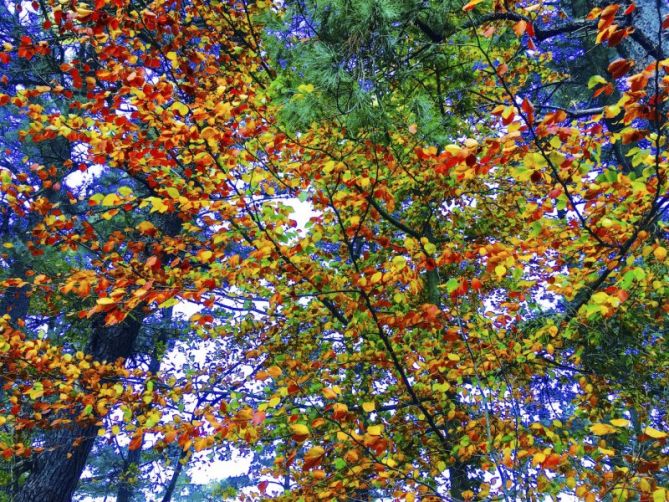 Otoño : foto en Zarautz