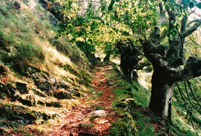 Otoño en la calzada de Enirio: foto en Zaldibia