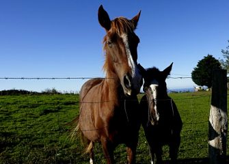 pareja de caballos