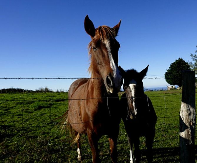 pareja de caballos: foto en Orio