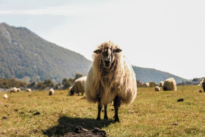 Pastando: foto en Oñati