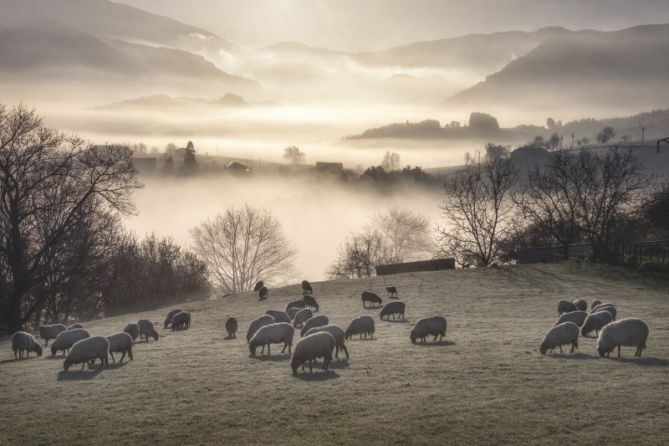 Pastando al amanecer: foto en Lazkao