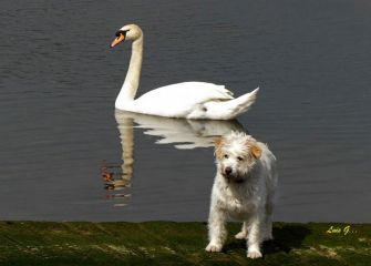El perro y el cisne