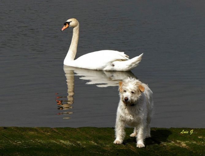 El perro y el cisne: foto en Irun