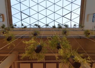 PLANTAS NIDO EN TABAKALERA